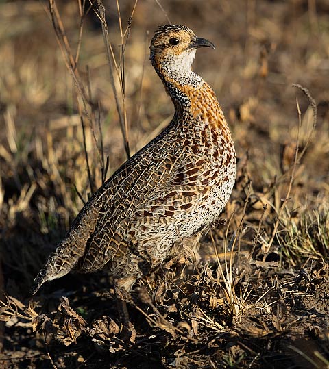 Grey-winged Francolin